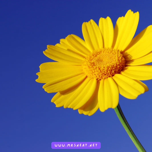 7 Simple Ways to Stay on Top of Your Health with a Vitals Log Template